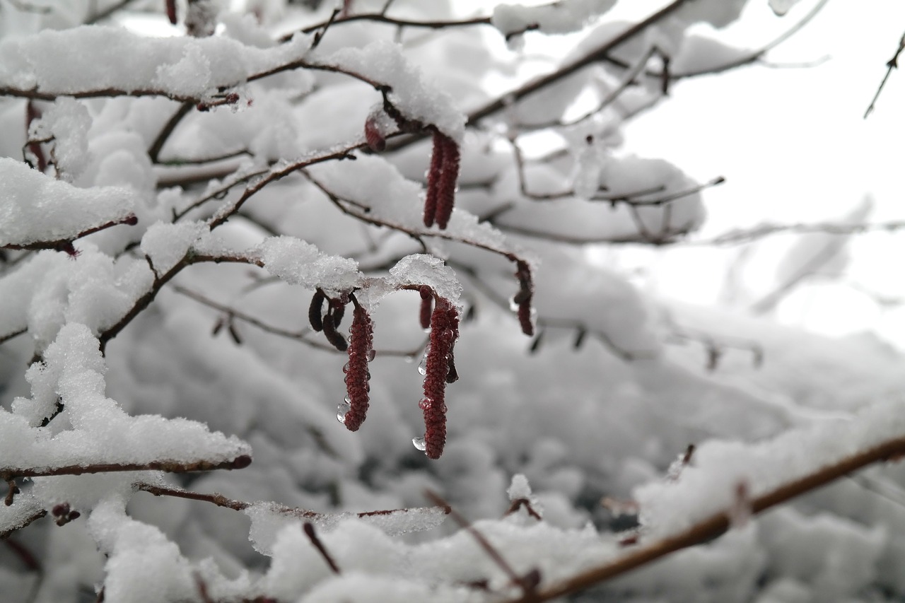 winter frost snow free photo