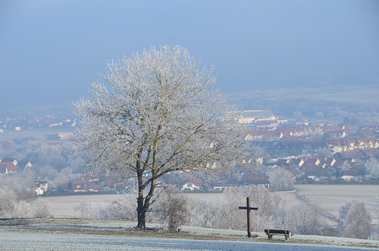 winter snow tree free photo