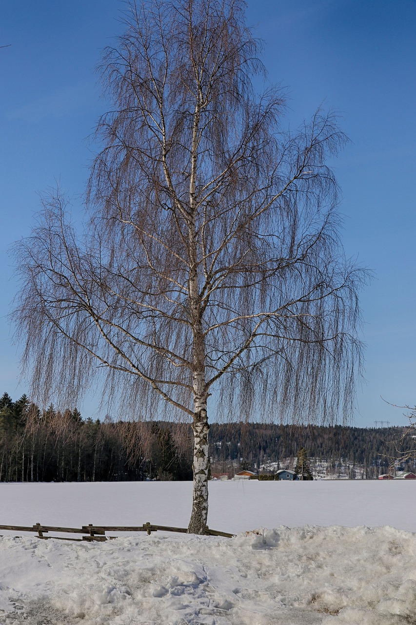 winter snow frost free photo