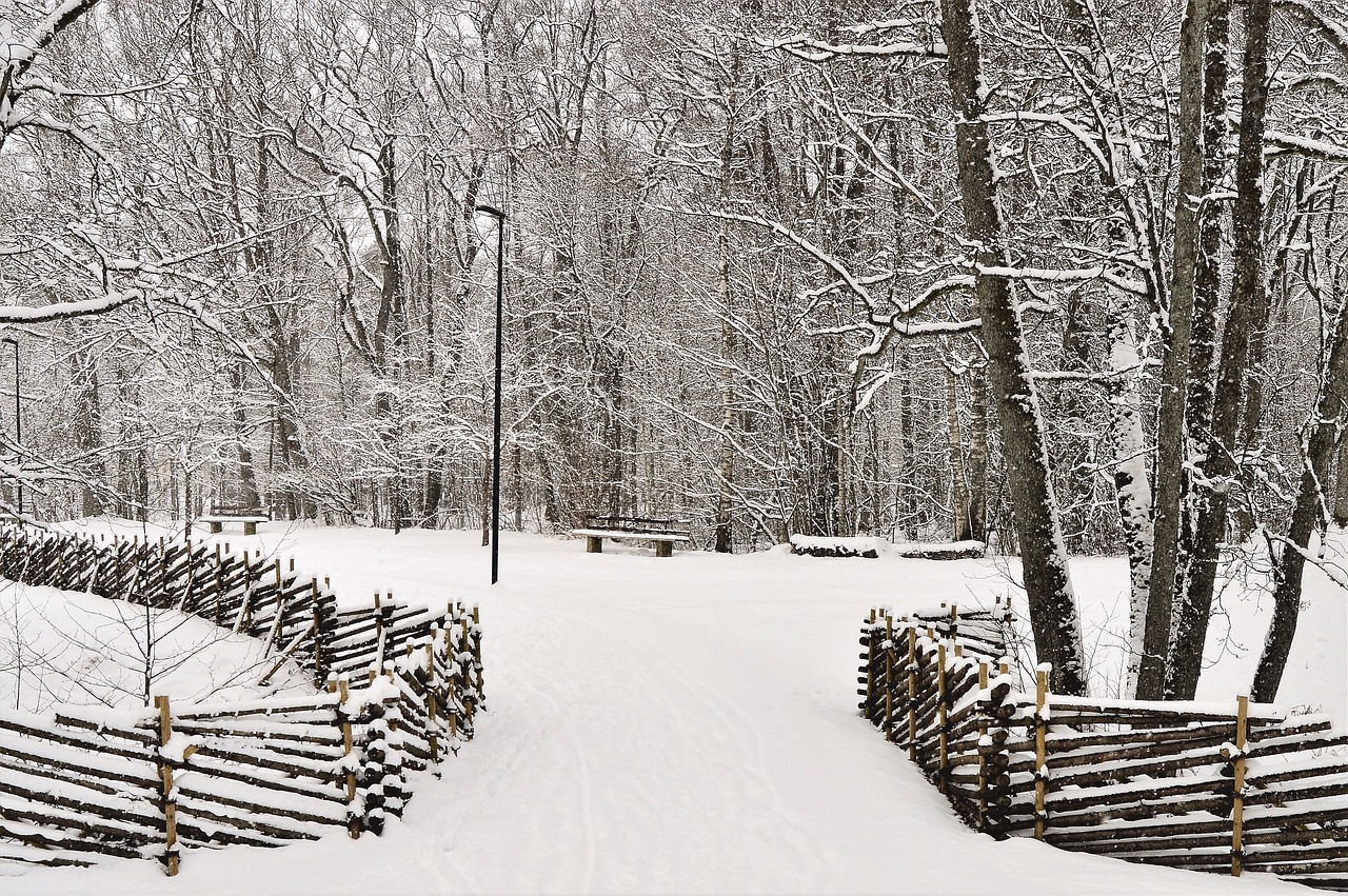 winter snow tree free photo