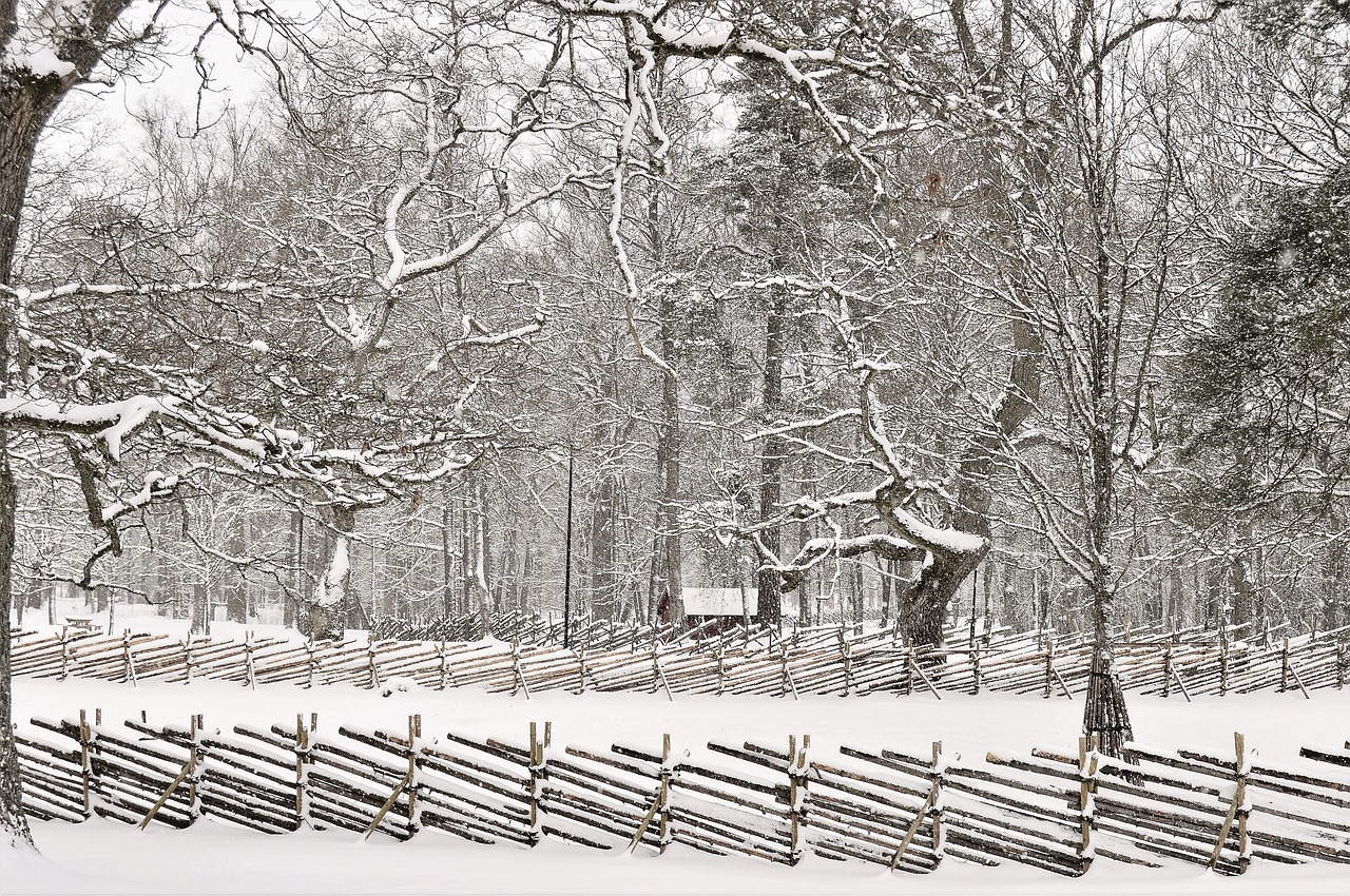 winter snow tree free photo