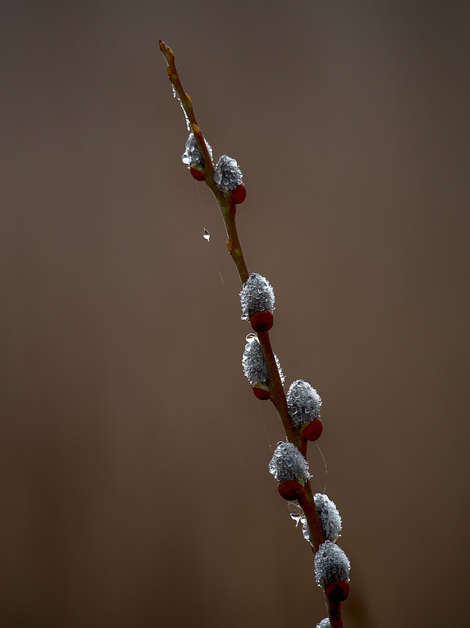 winter nature tree free photo