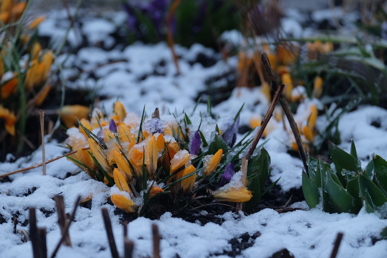 winter snow crocus free photo