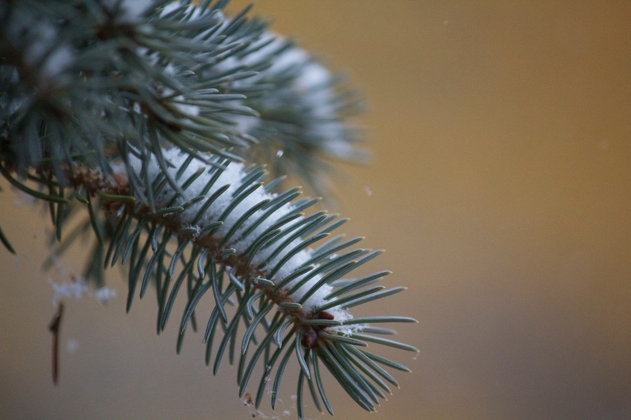 winter christmas needle free photo