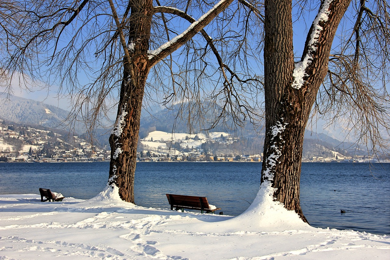 winter snow tree free photo