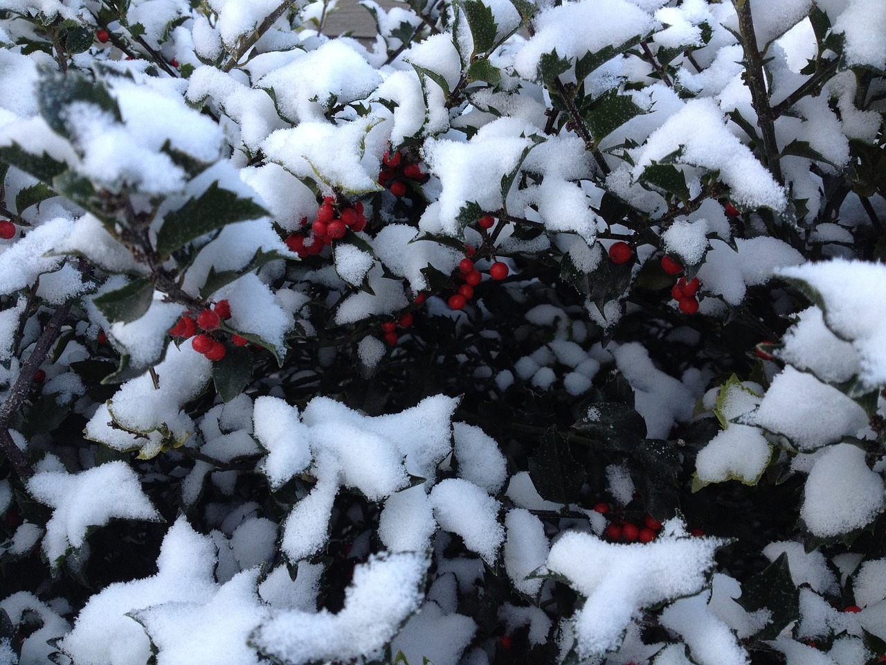 winter snow tree free photo