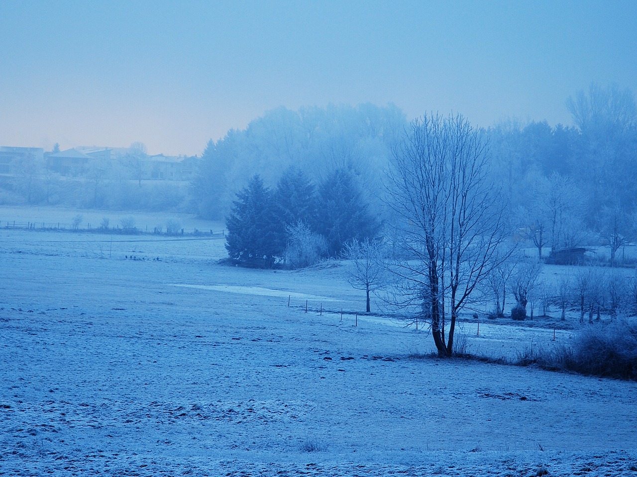 winter nature snow free photo