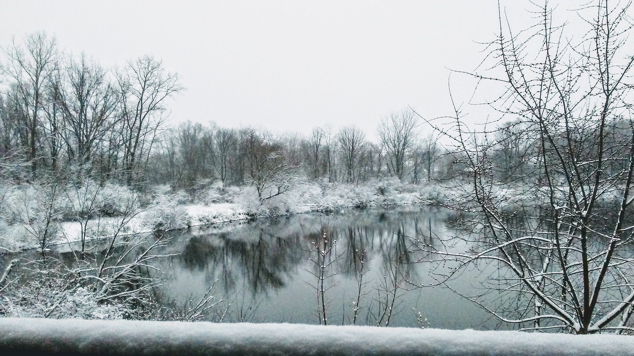 winter nature tree free photo