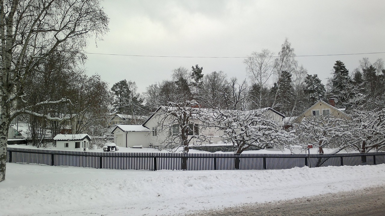 winter  tree  snow free photo