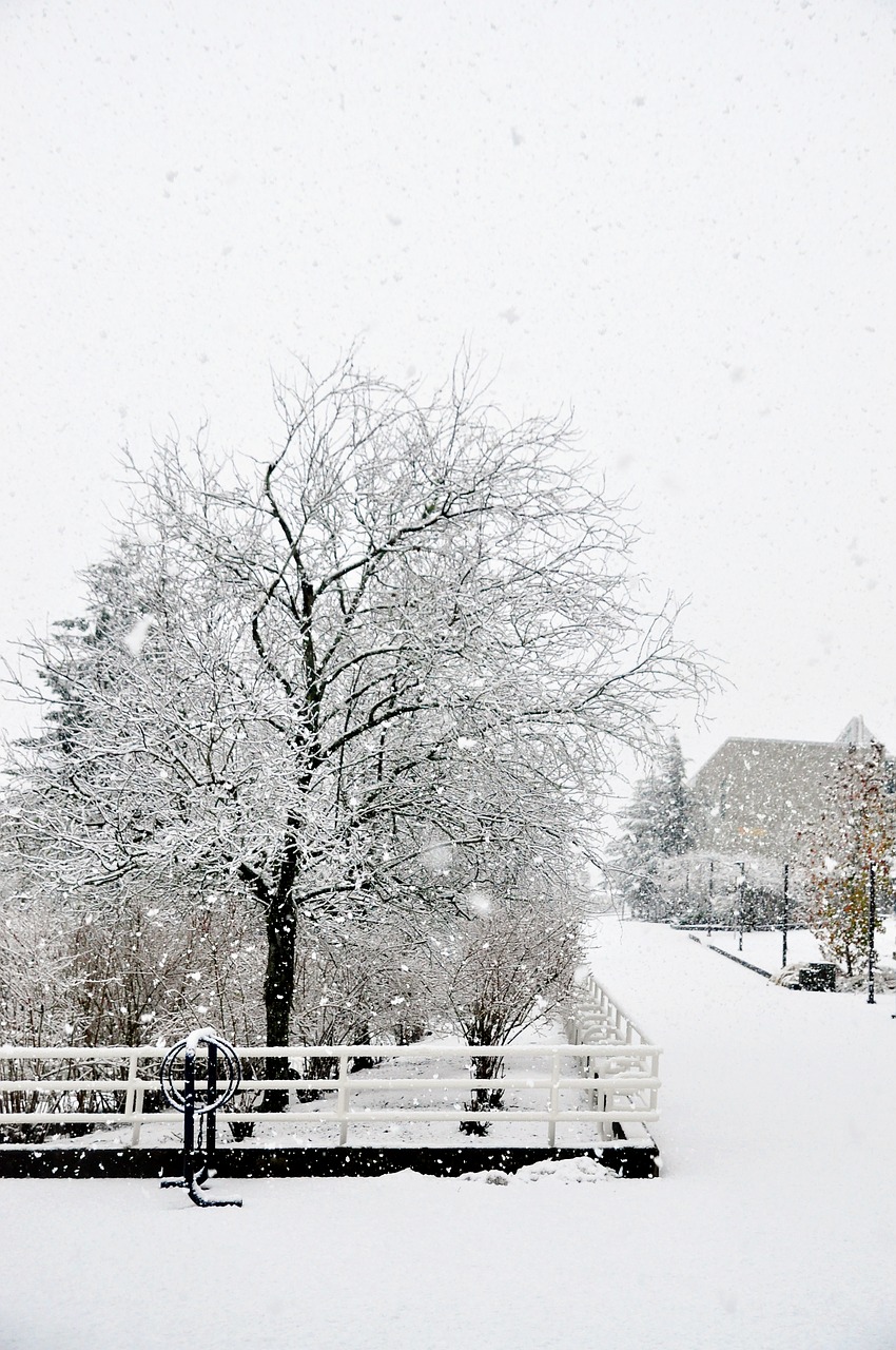 winter  snow  tree free photo