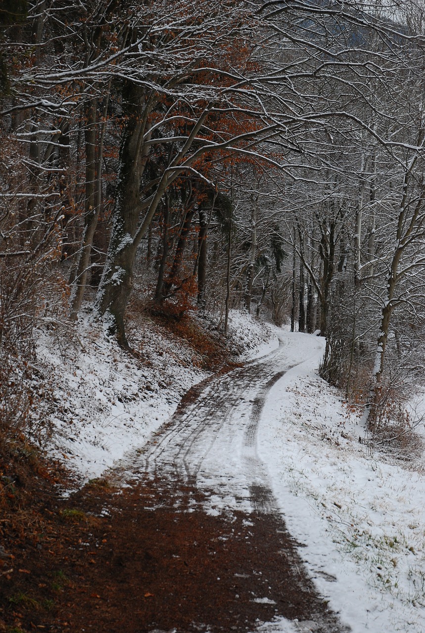 winter  snow  tree free photo