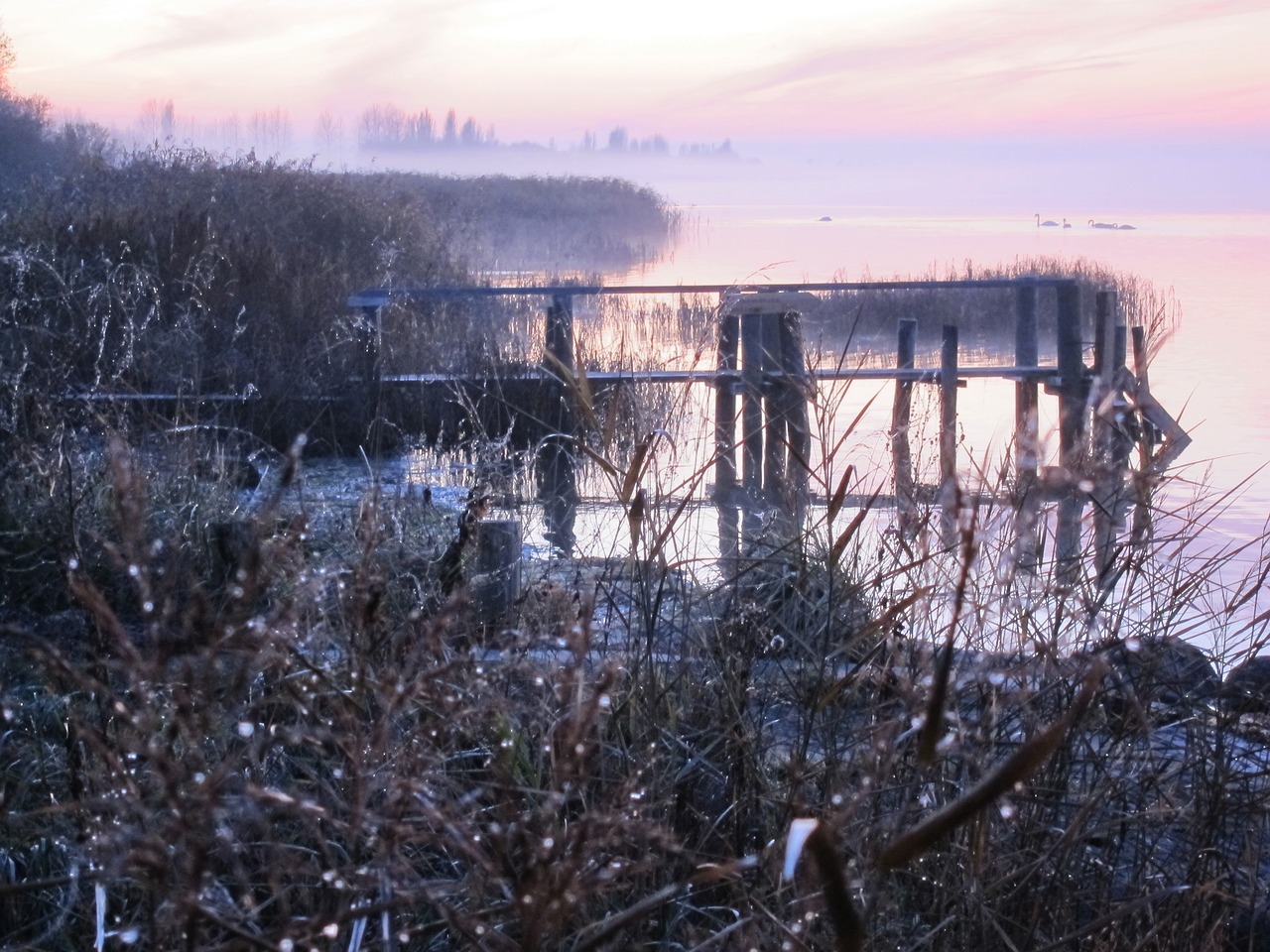 winter  nature  snow free photo