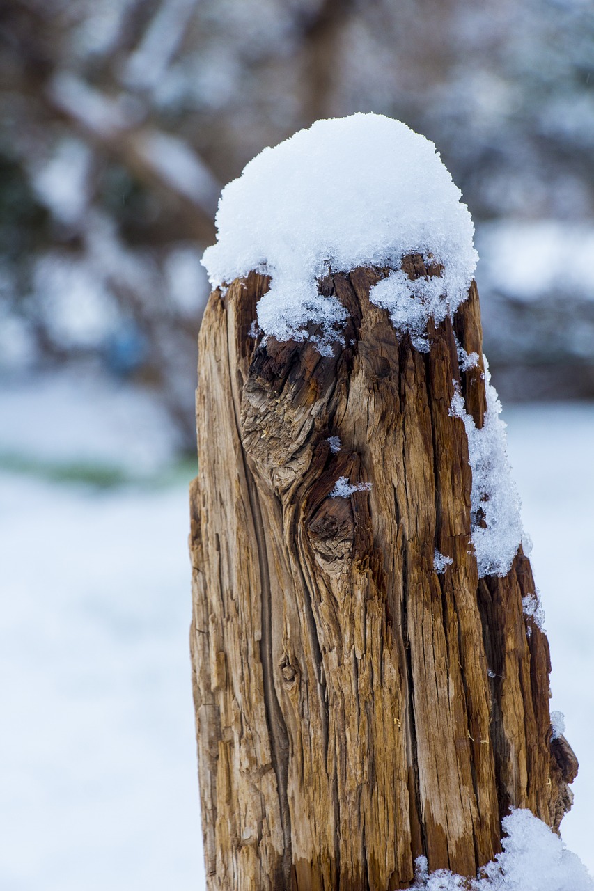 winter  tree  snow free photo