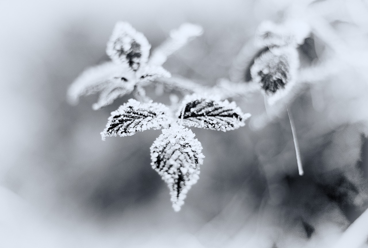 winter  snow  frost free photo