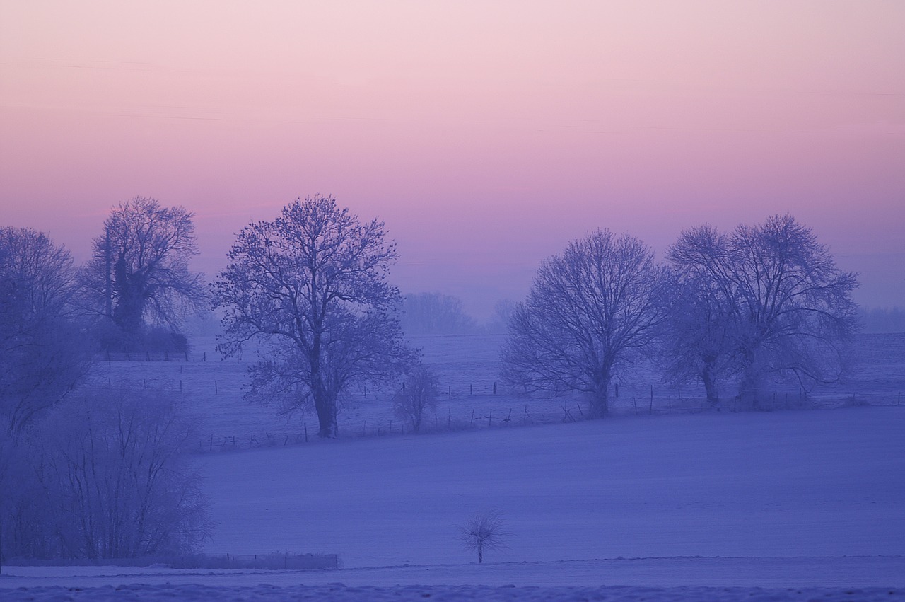 winter  dawn  tree free photo