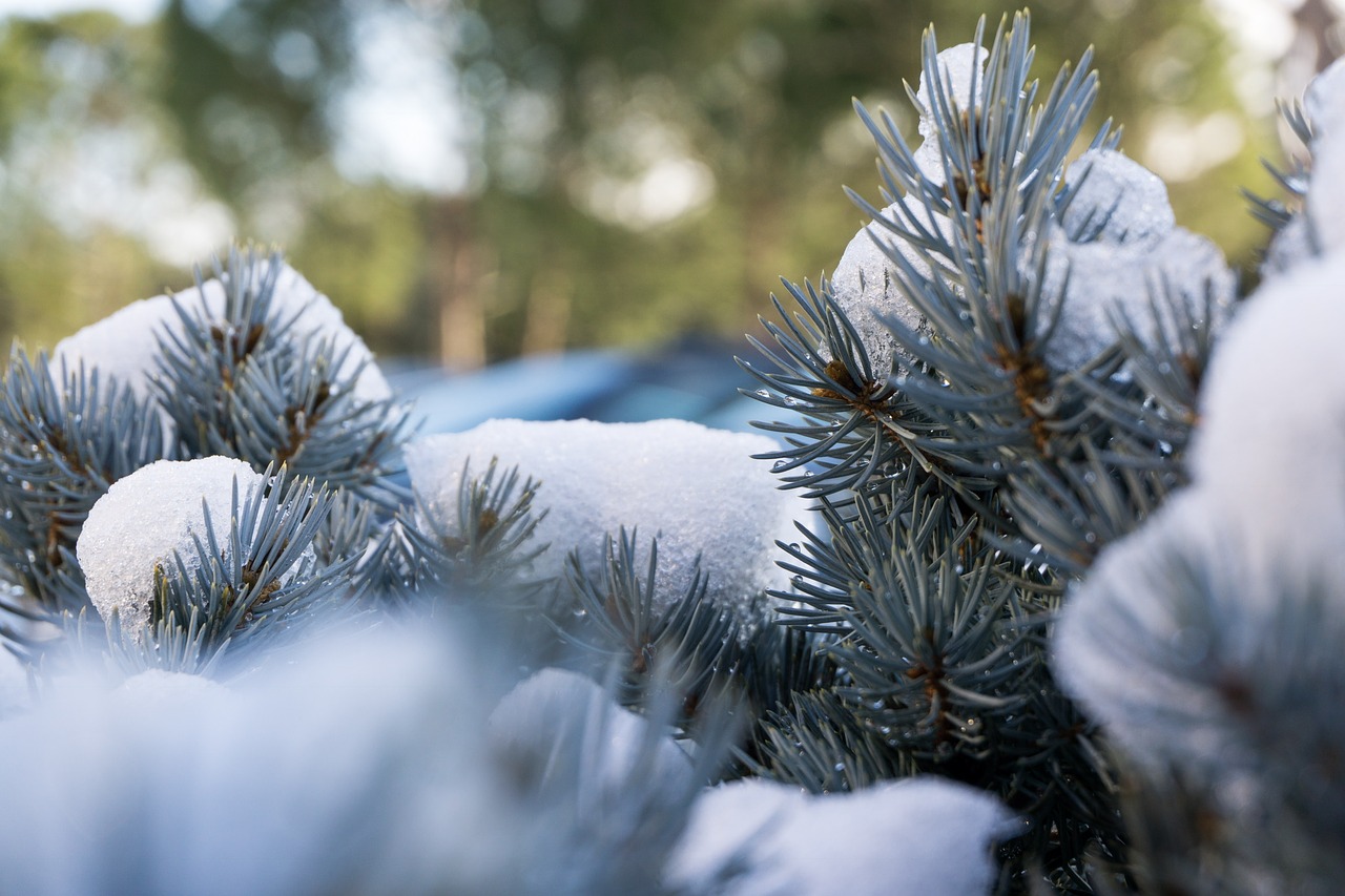 winter  tree  season free photo