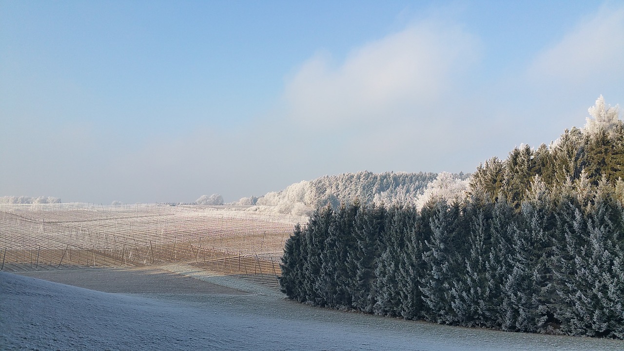 winter  snow  nature free photo