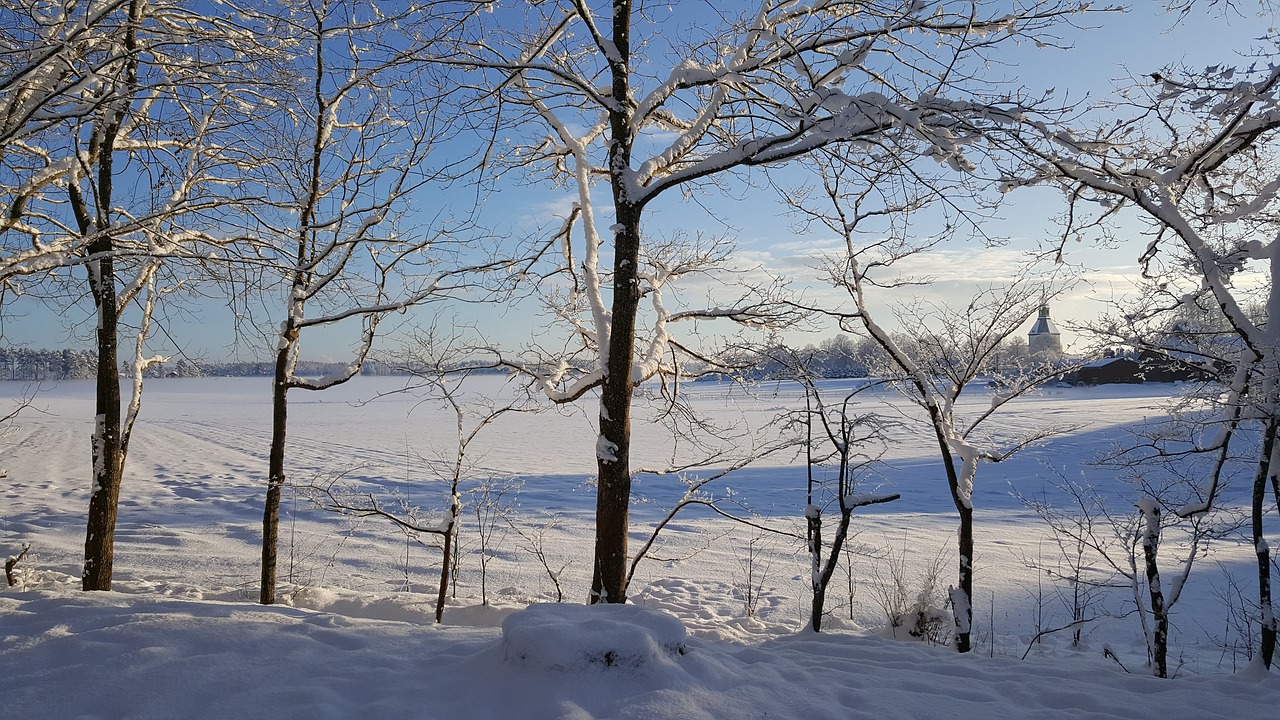 winter  tree  snow free photo