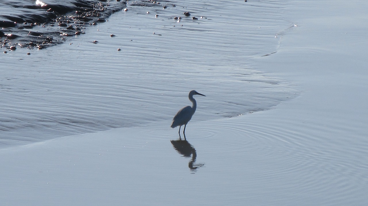 winter  bird  body of water free photo