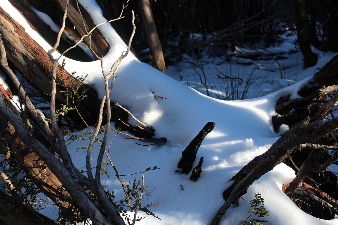 winter  nature  snow free photo