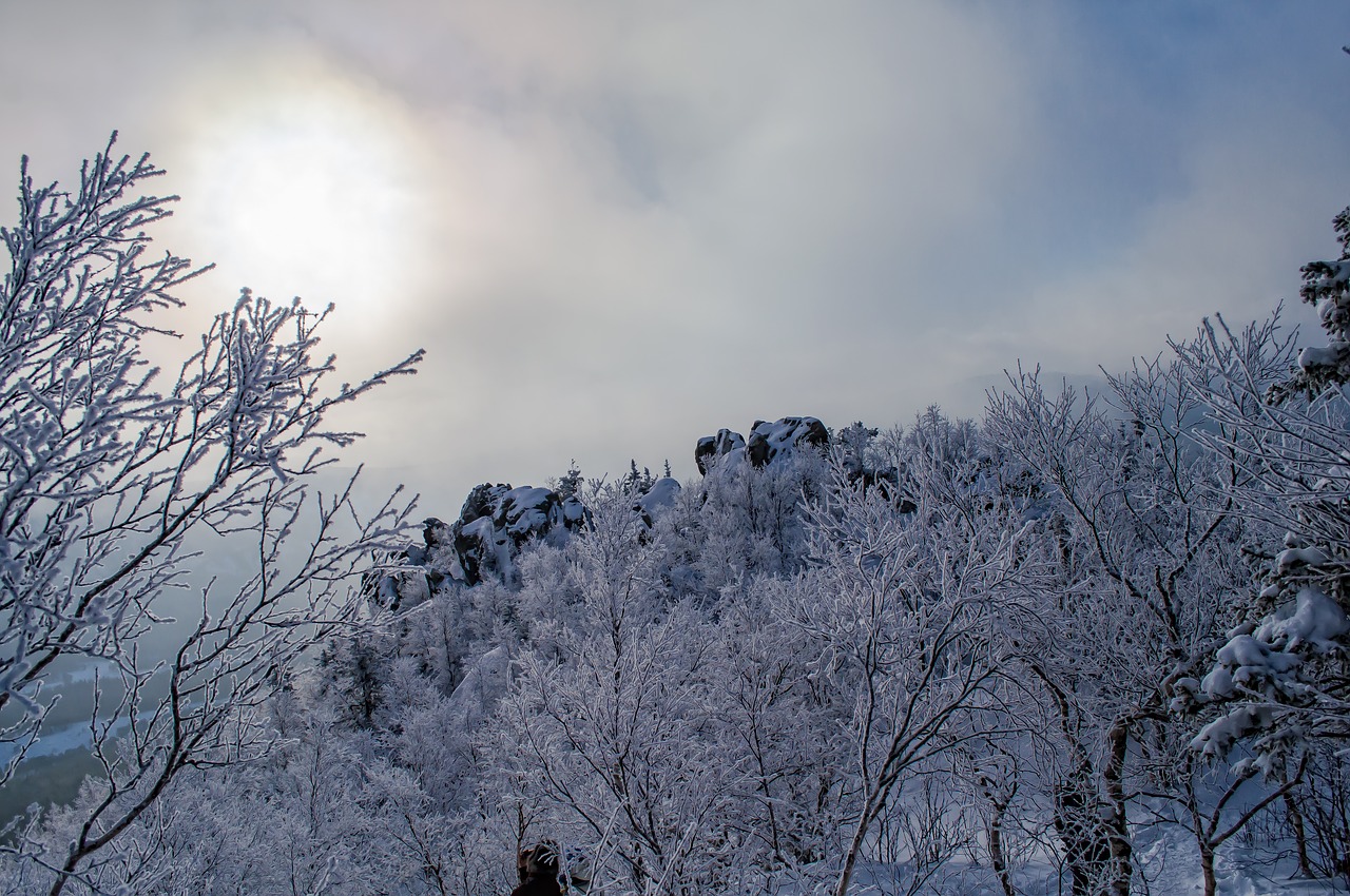 winter  snow  coldly free photo