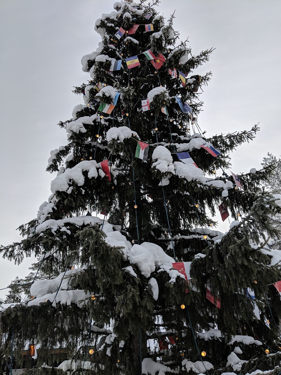 winter  snow  tree free photo