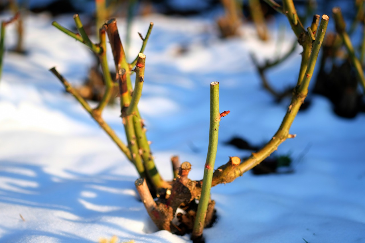 winter  rose  cold free photo