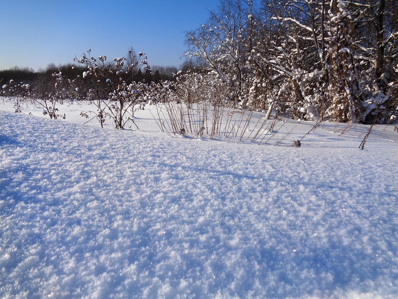 winter  snow  leann free photo