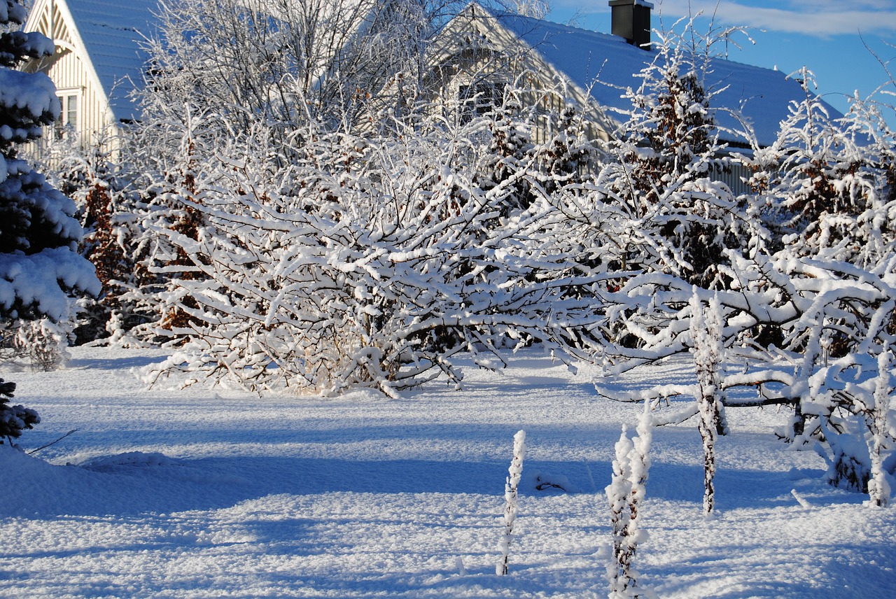 winter  snow  the nature of the free photo