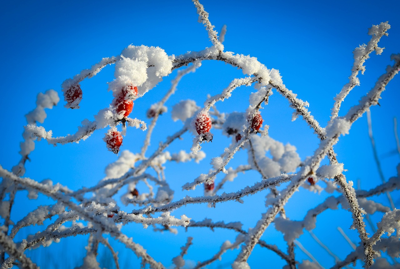 winter  frost  berries free photo