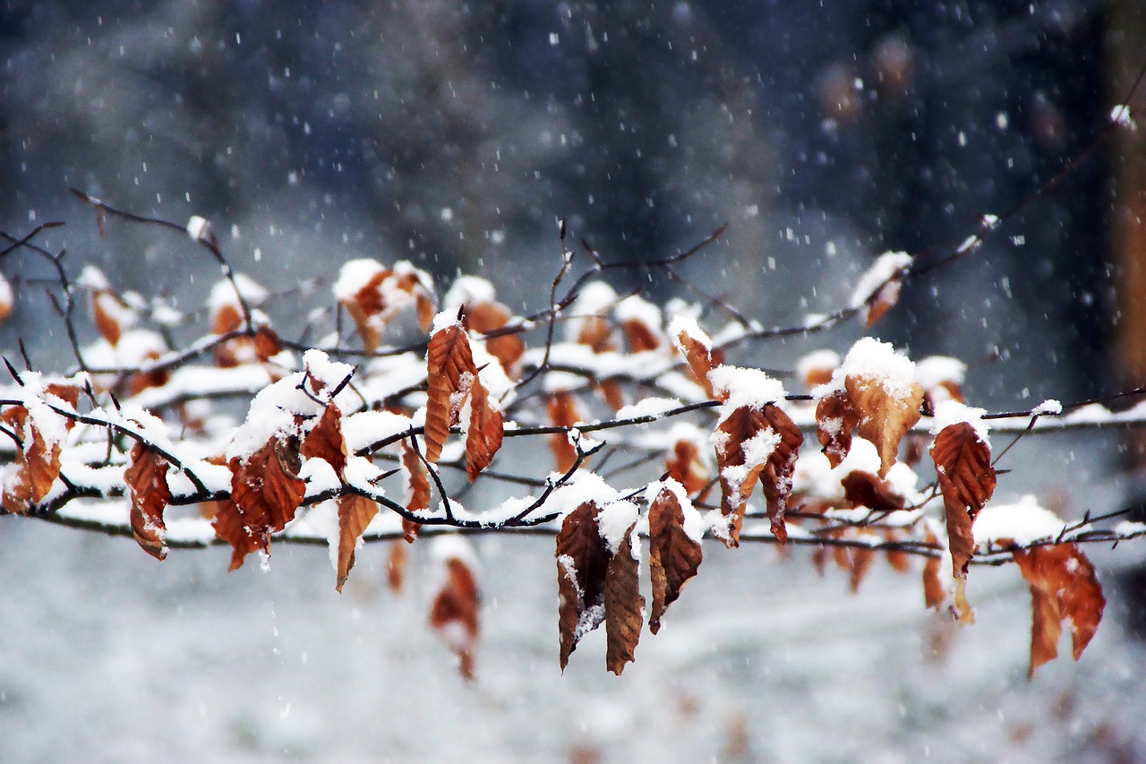 winter  autumn  wintry free photo