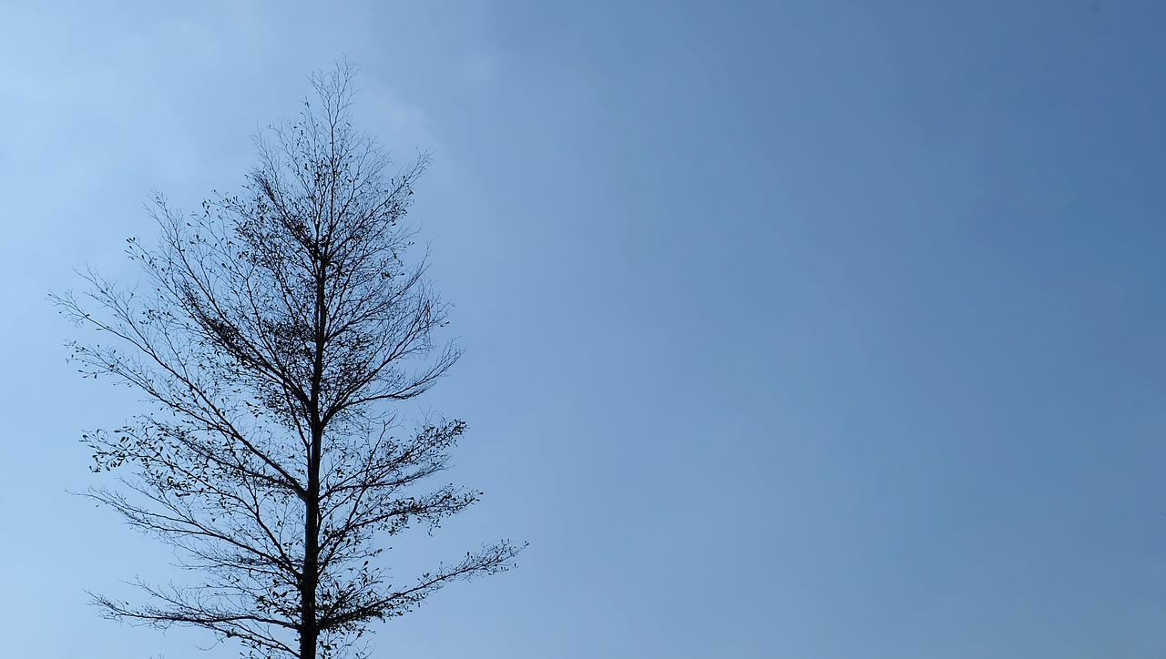 winter  tree  a dry tree free photo