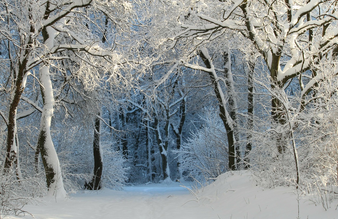 winter wintry snow magic free photo