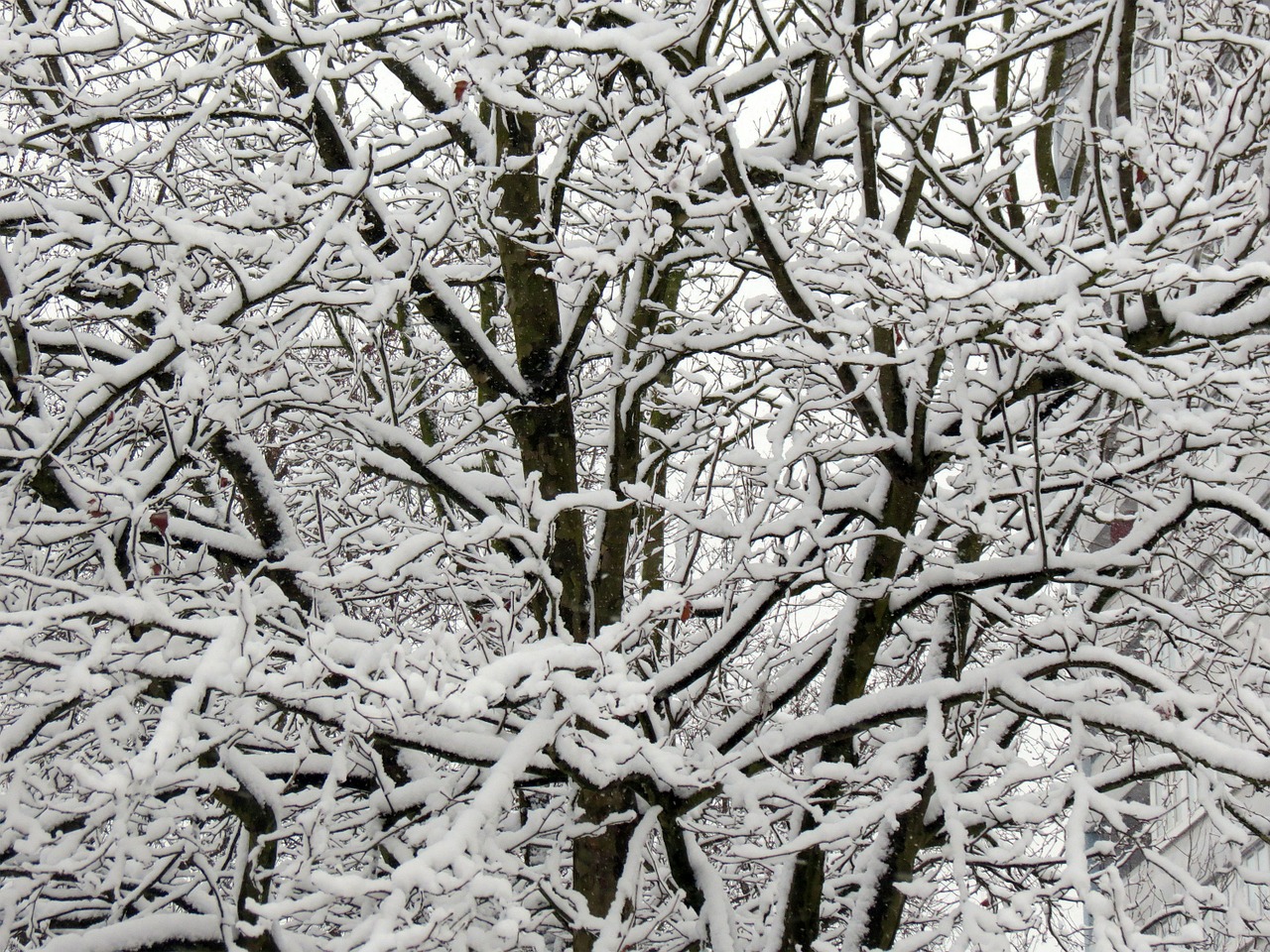 winter snow tree free photo