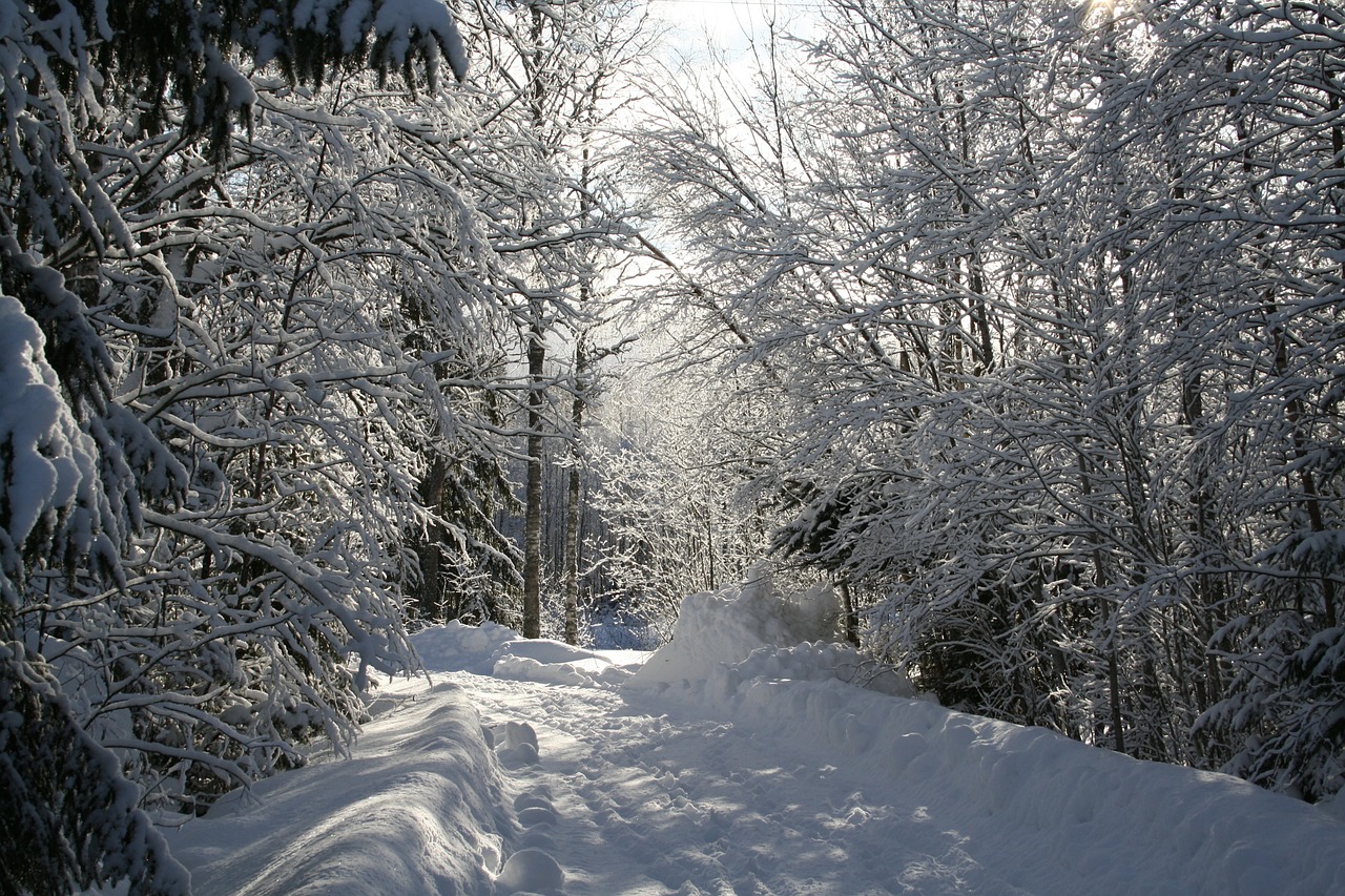 winter snow frost free photo