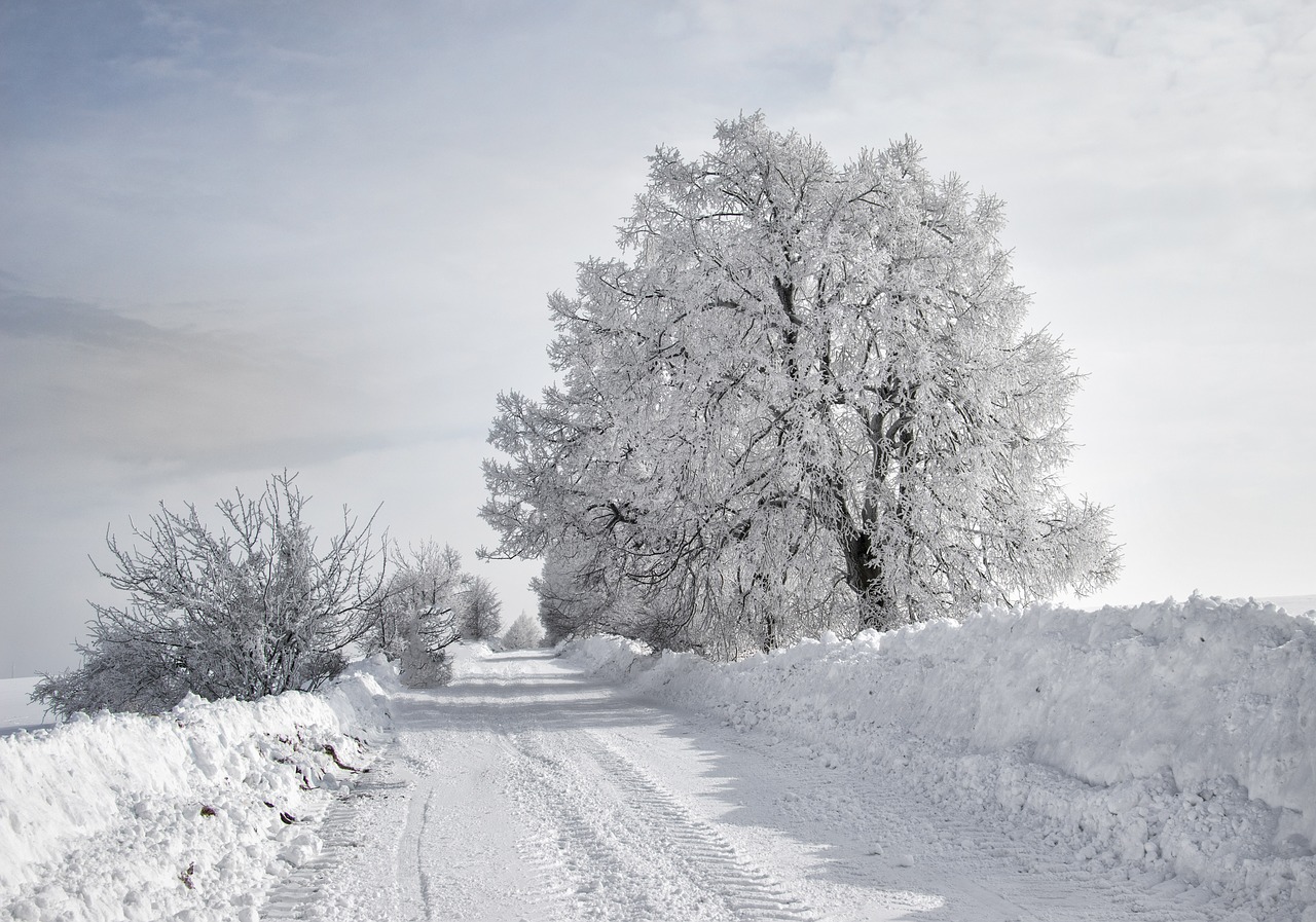 winter  trees  nature free photo