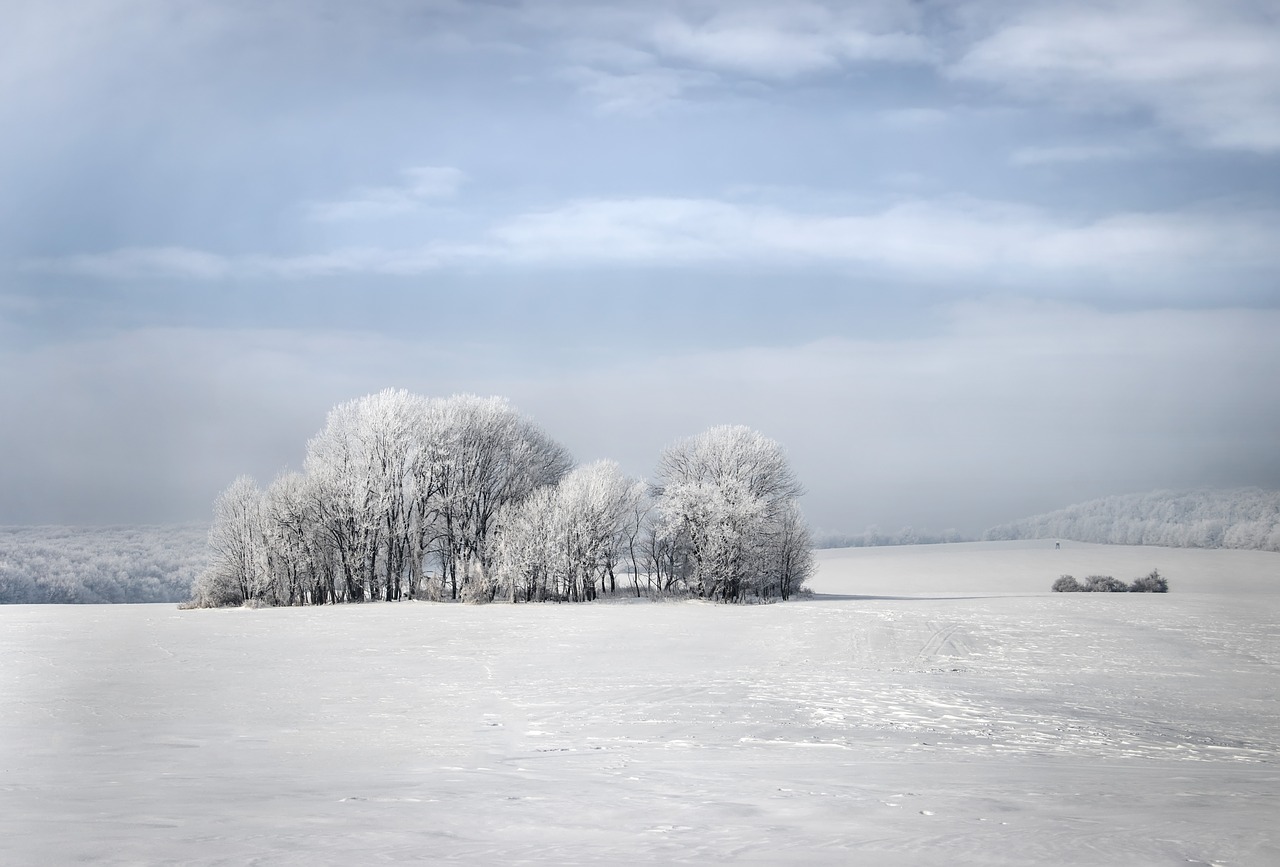 winter  trees  nature free photo