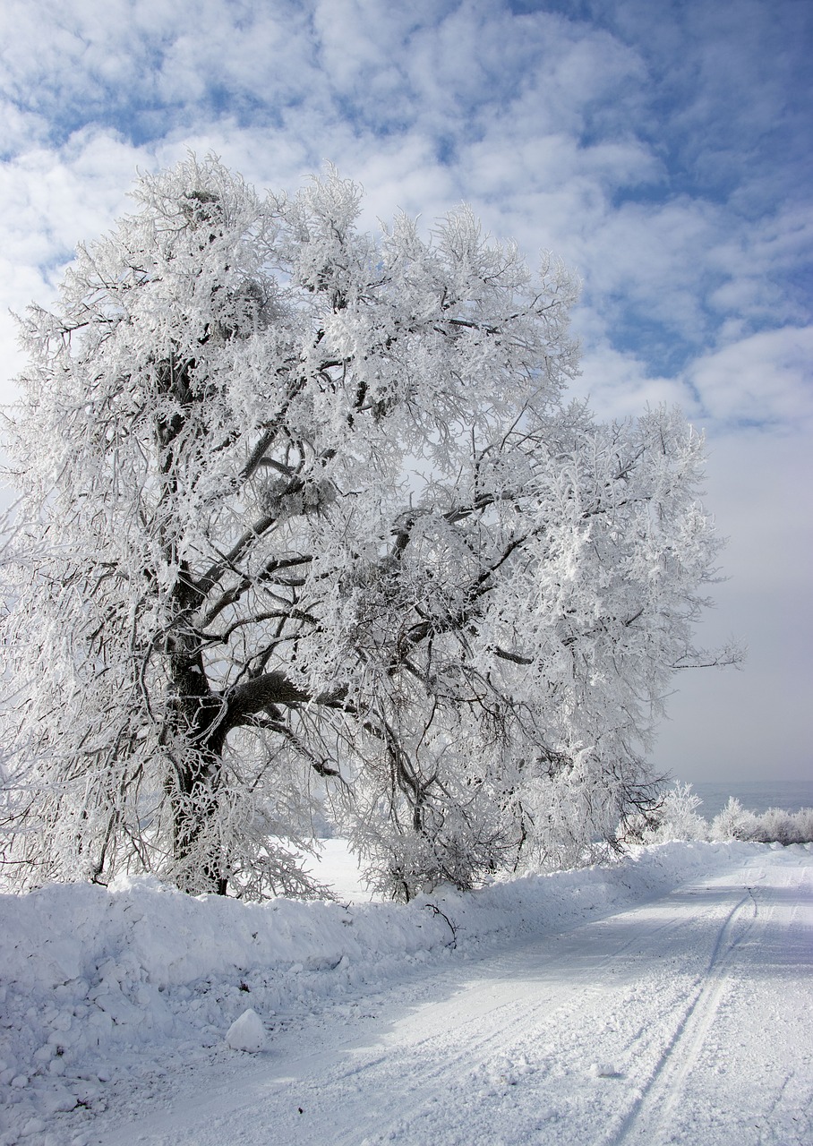 winter  wood  snow free photo