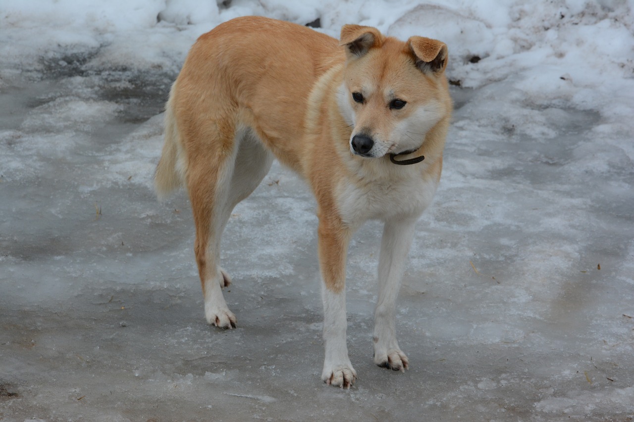 winter  dog  animal free photo