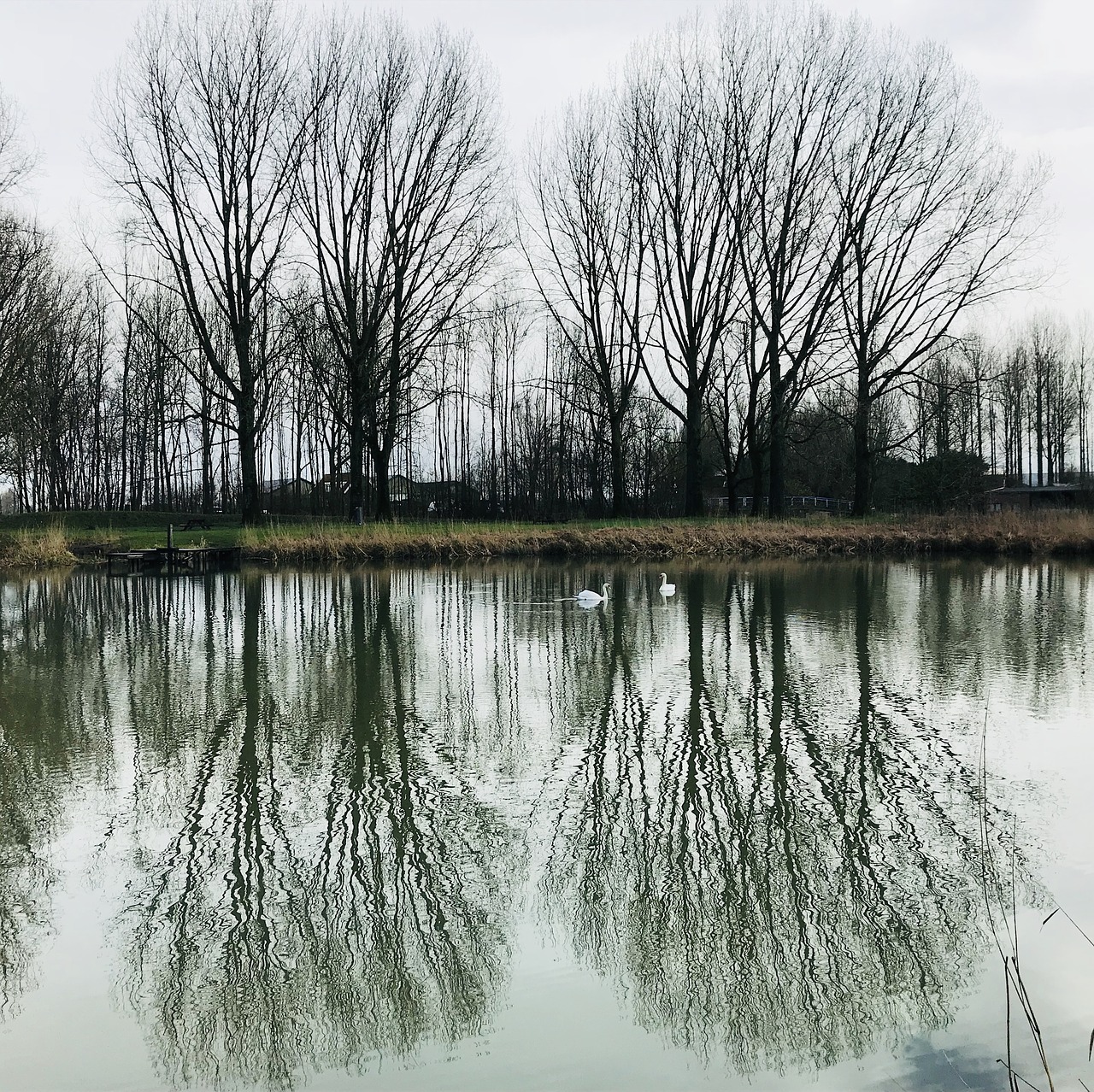 winter  swans  trees free photo