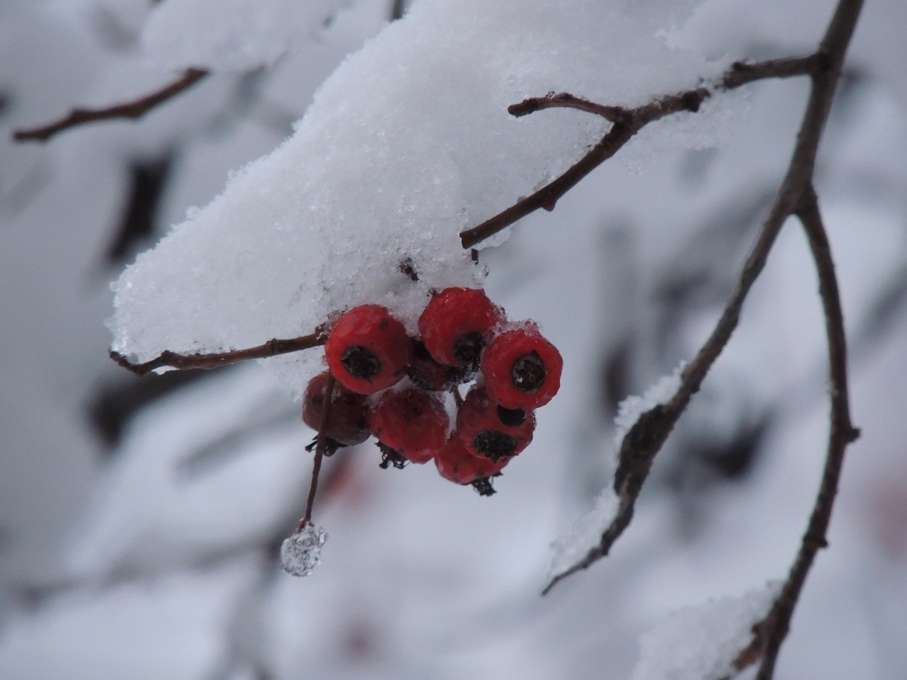 winter  snow  landscape free photo