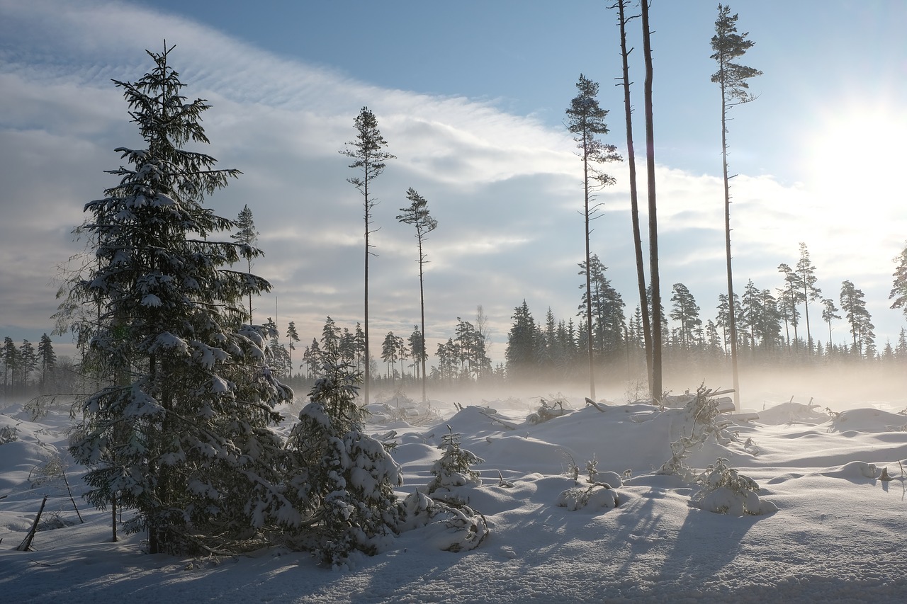 winter  landscape  sun free photo