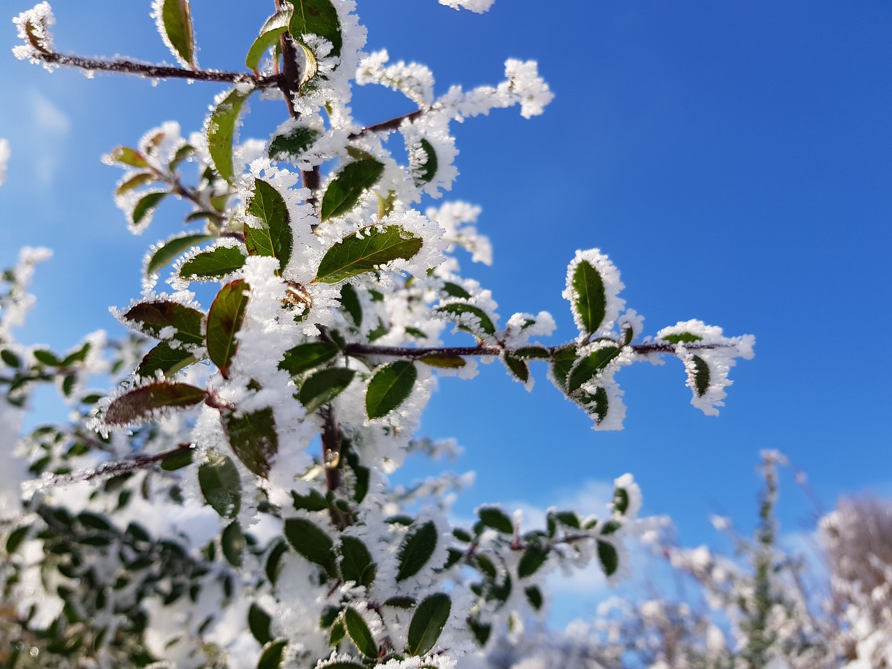 winter  icing  frost free photo