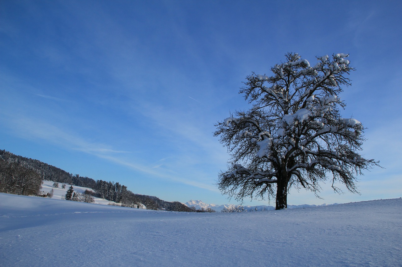 winter snow white free photo