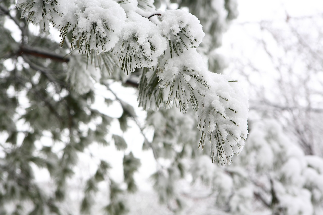 winter  wood  snow free photo