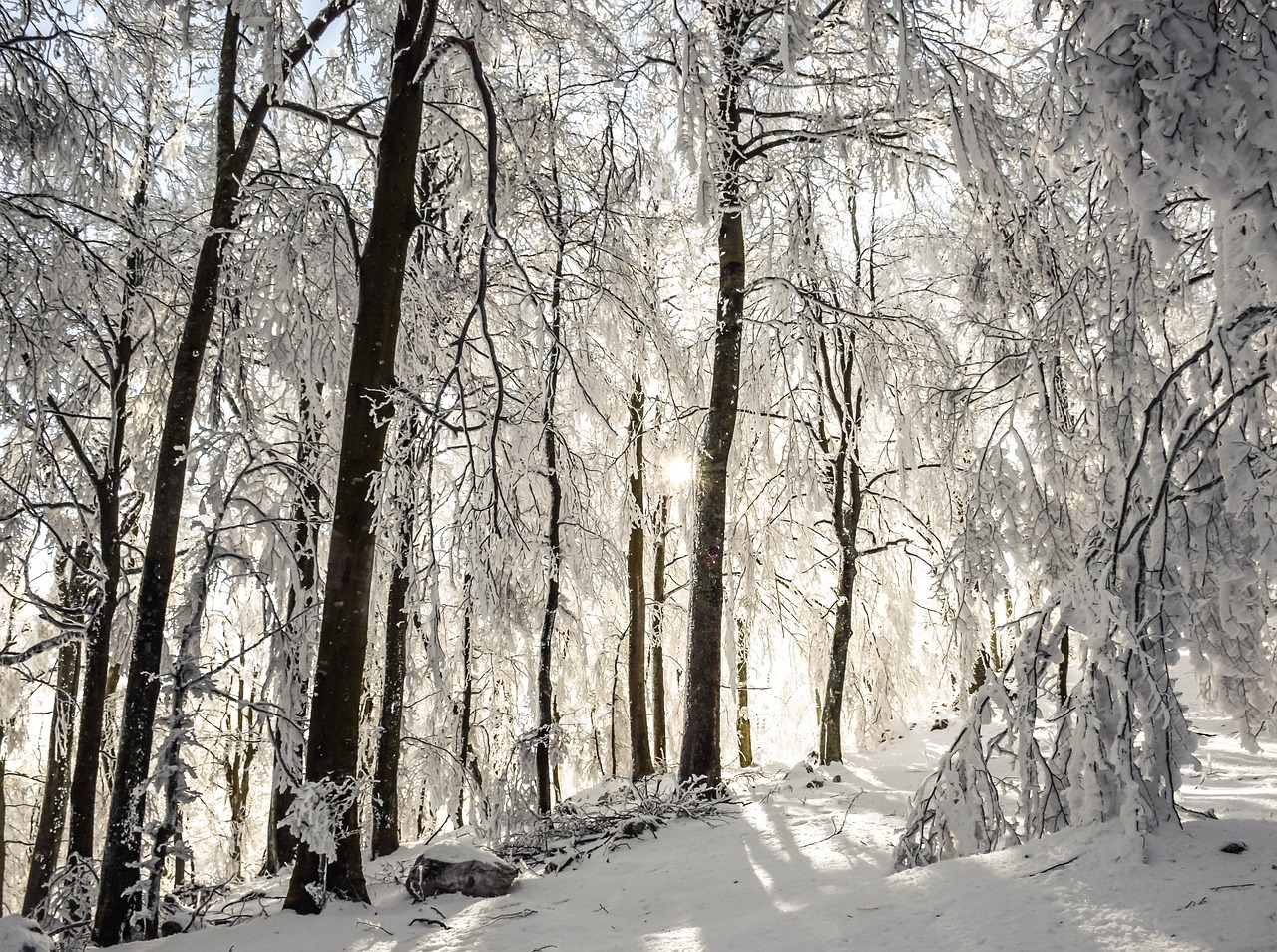 winter  trees  sunrays free photo