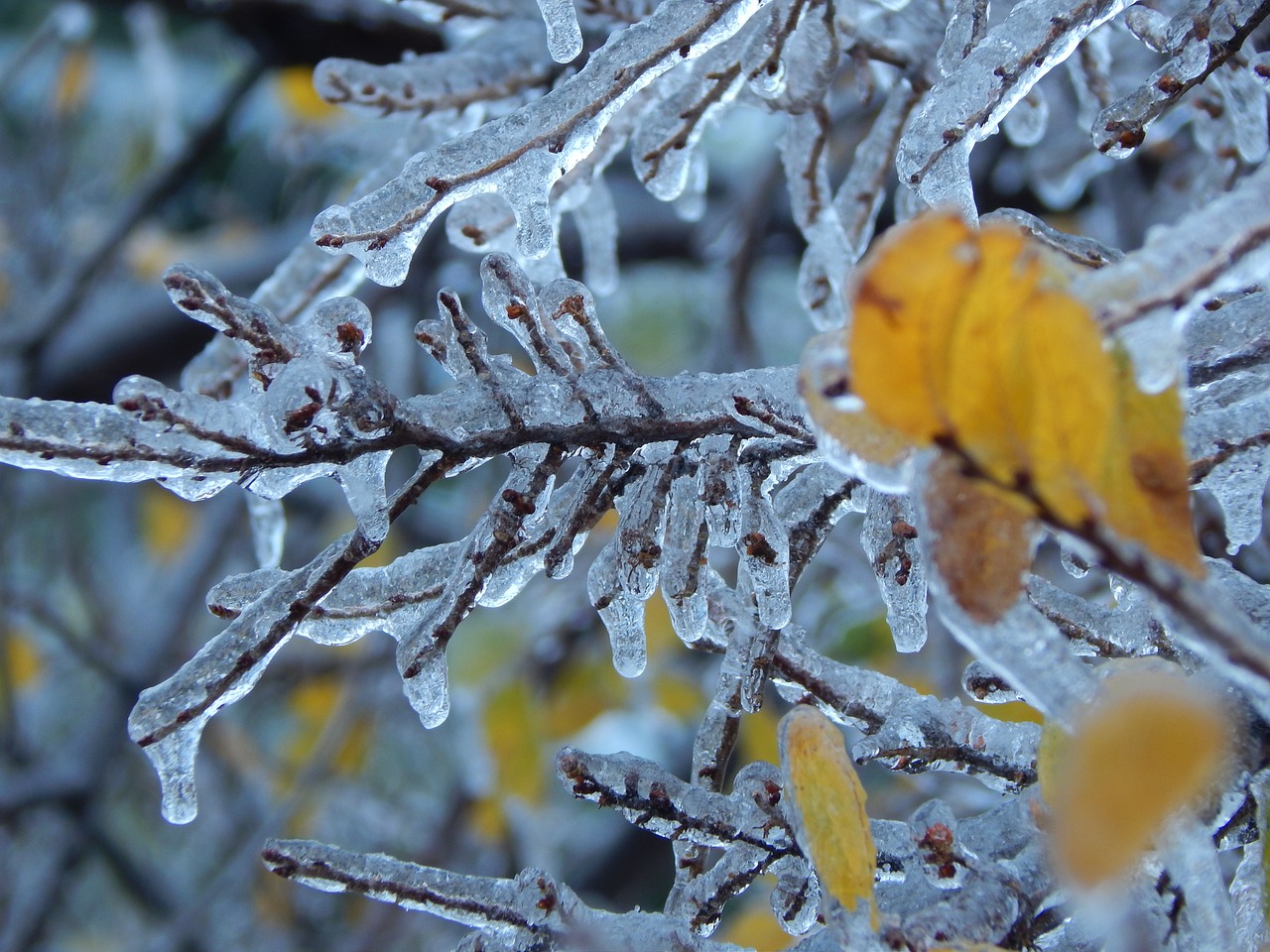 winter  icy branch  freeze free photo