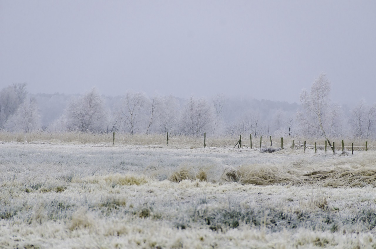 winter  nature  view free photo