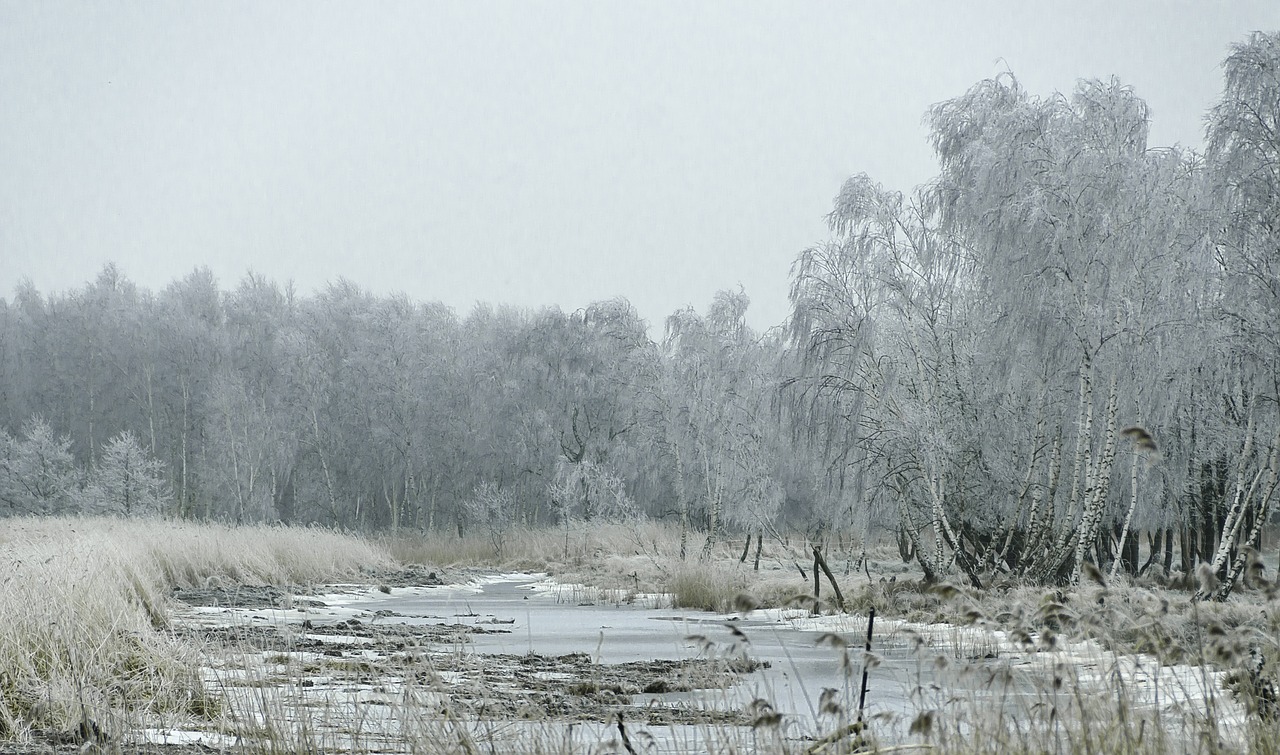 winter  nature  view free photo