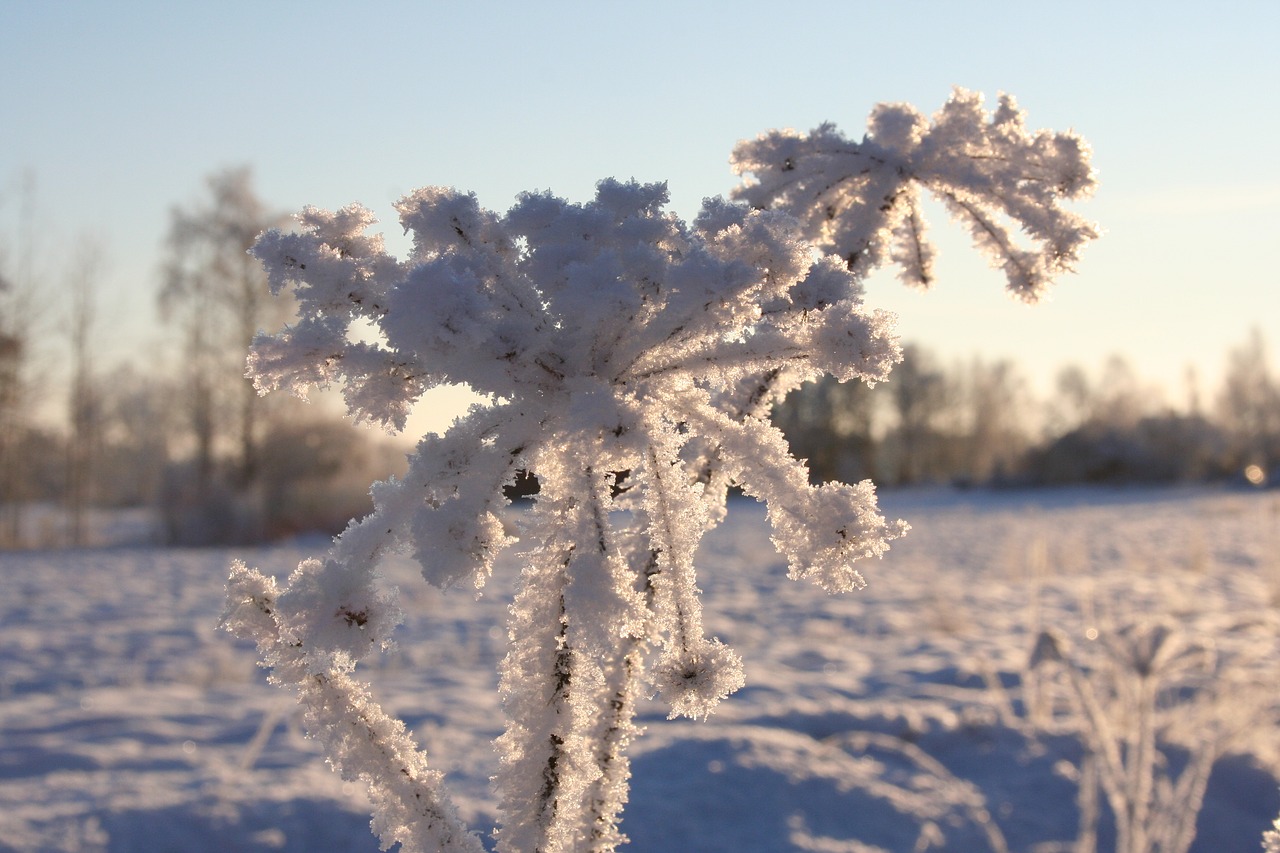 winter  snow  plant free photo